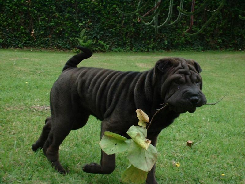 2 Month Old Black Shar Pei Dog In Garden