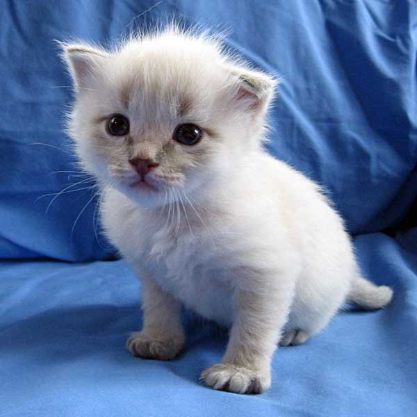 21 Days Old White Siberian Kitten