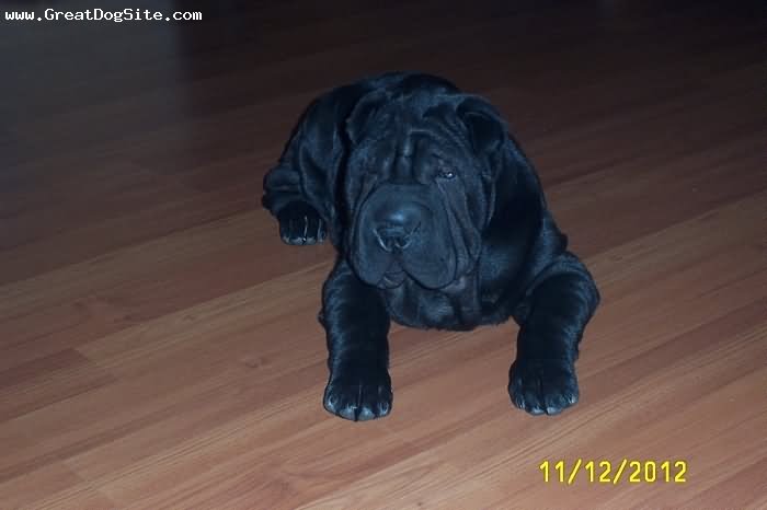 3 Months Old Black Shar Pei Laying On Floor