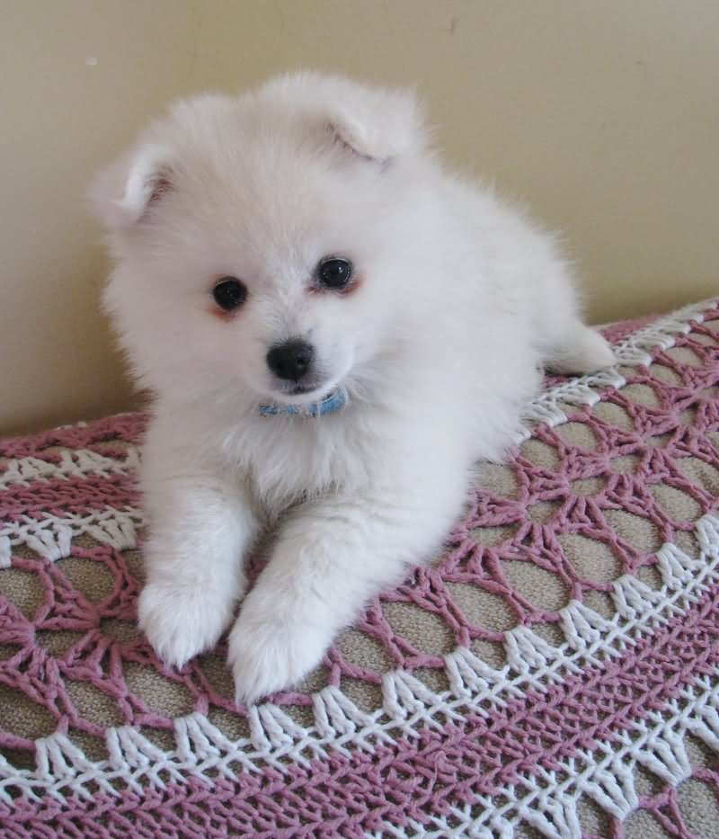 50 Very Cute American Eskimo Puppy Pictures And Images