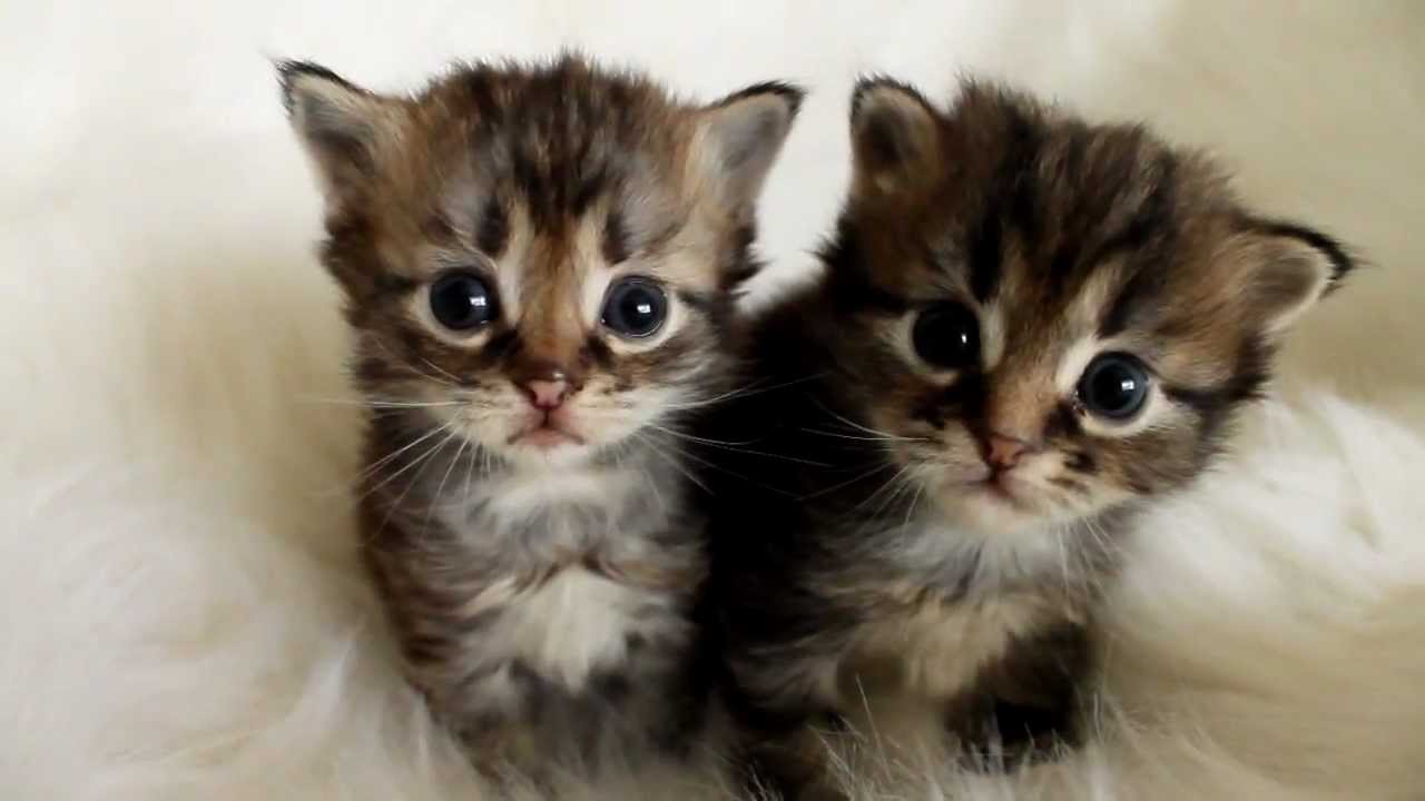 3 Weeks Old Two Siberian Kittens