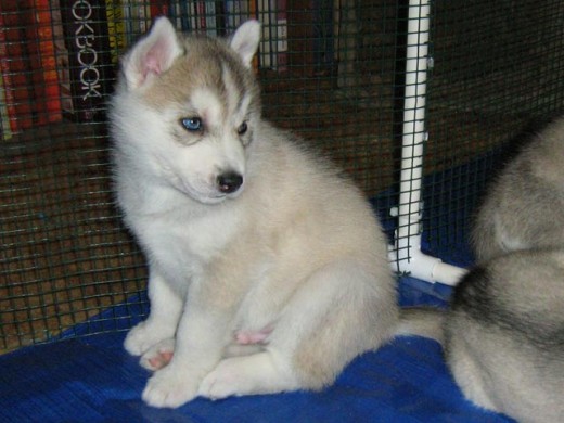 5 Weeks Old Siberian Husky Puppy Sitting In Cage