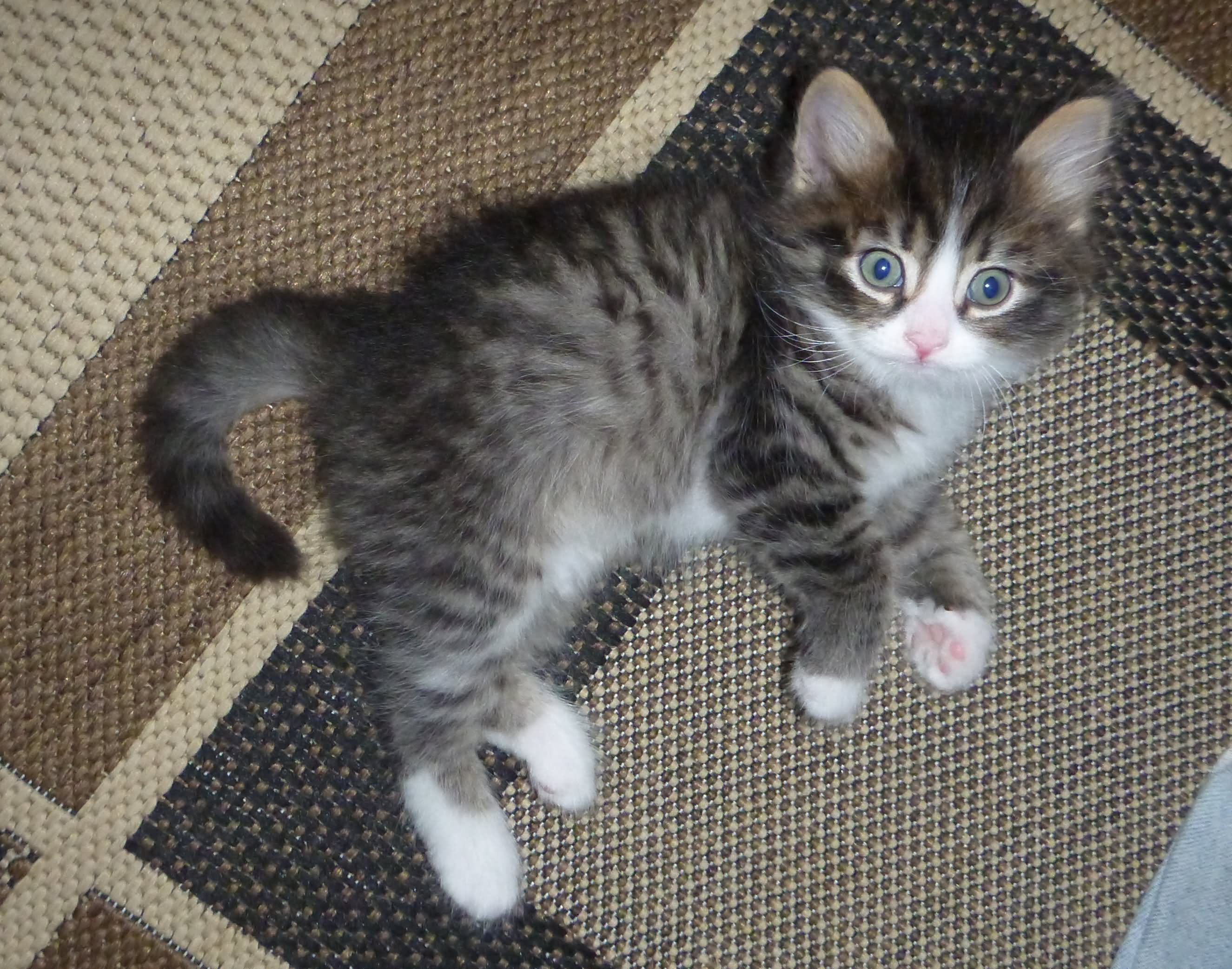 7 Weeks Old Tabby Grey Siberian Kitten