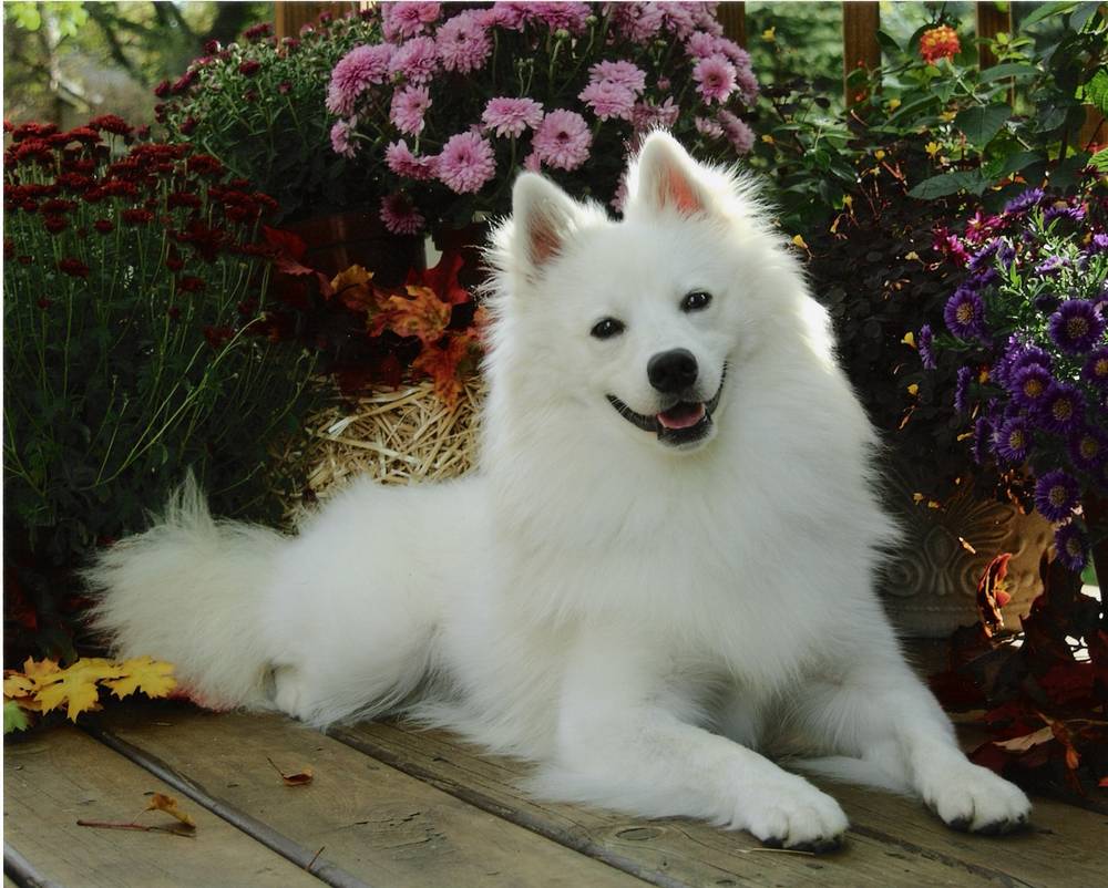 Adorable American Eskimo Dog Sitting With Flowers