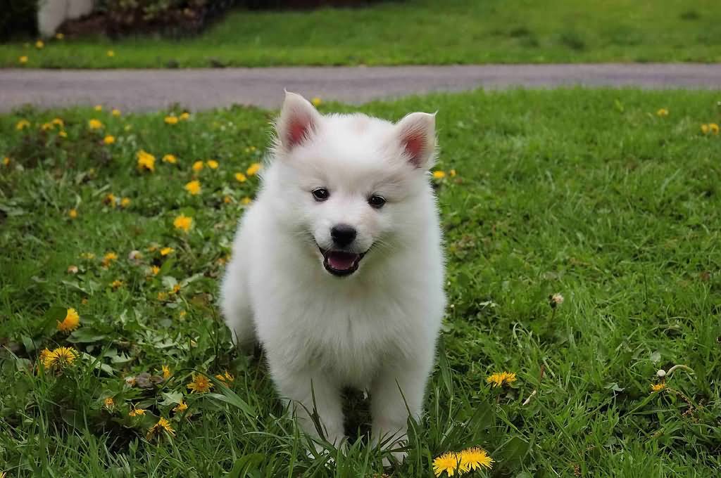 Adorable American Eskimo Puppy In Park