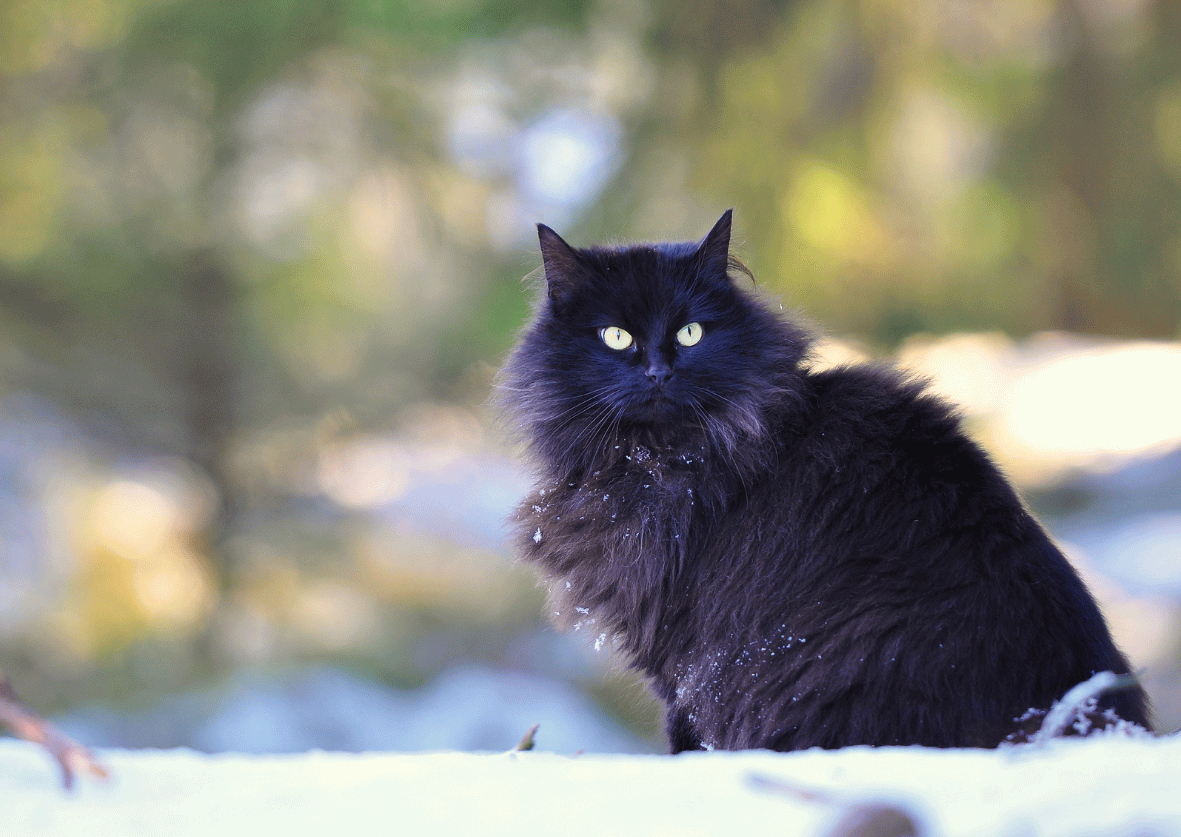 Adorable Black Norwegian Forest Cat Sitting