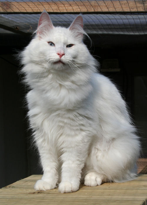Adorable Full Grown White Norwegian Forest Cat Sitting