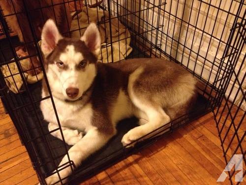 Adult Red Siberian Husky Dog Sitting In Cage