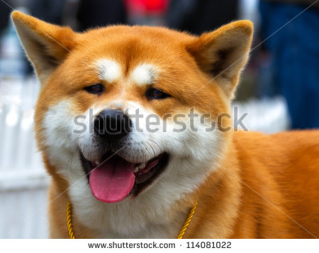 Akita Dog Face