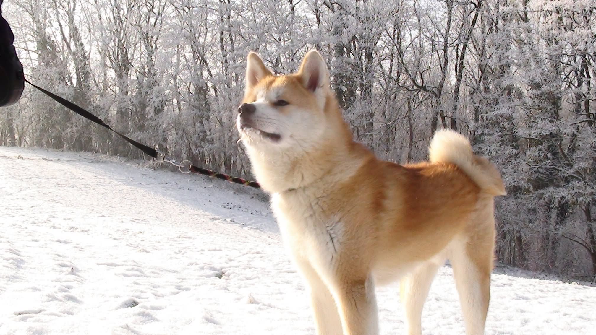 Akita Dog In Snow