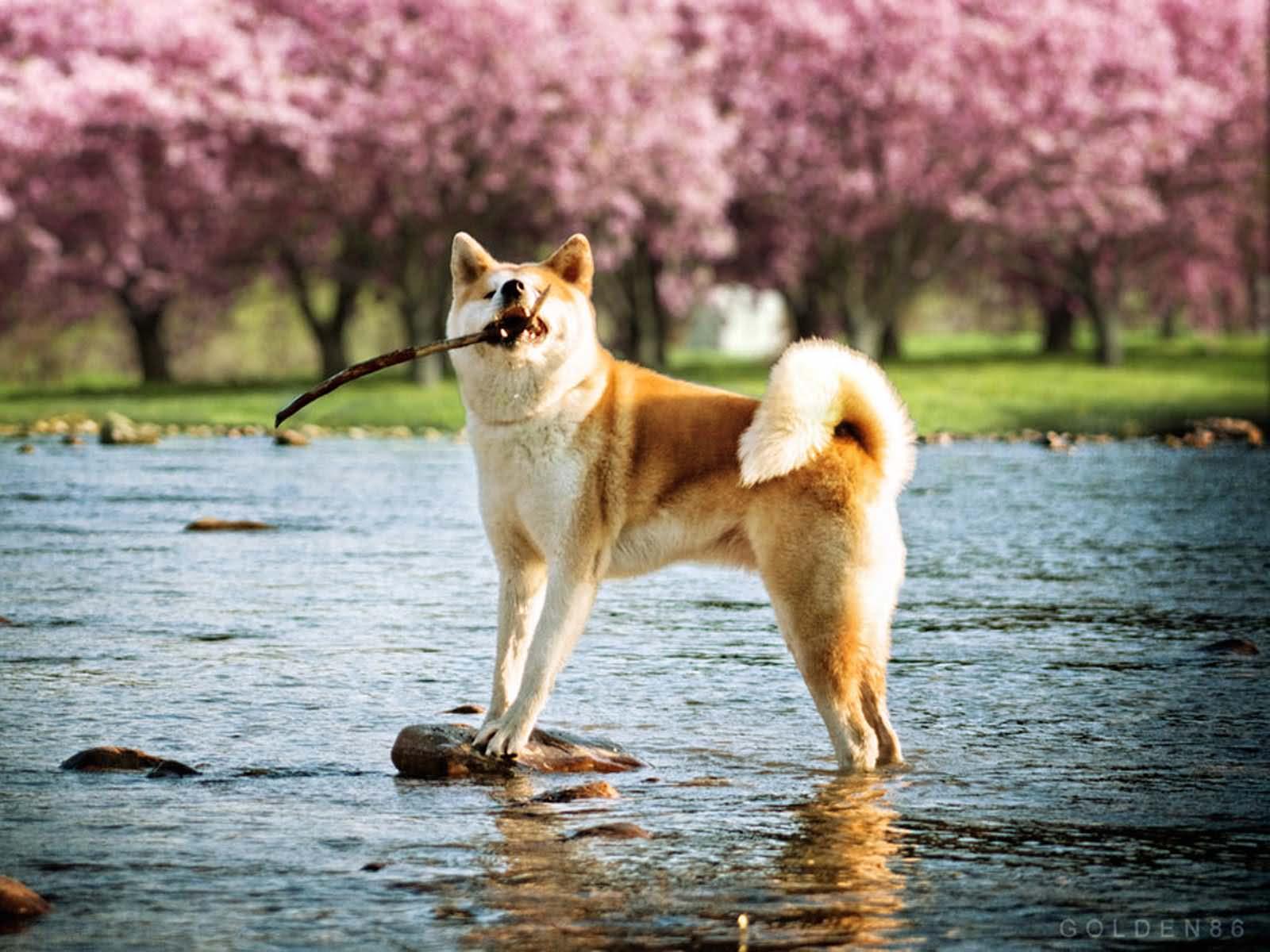 Akita Dog In Water Playing With Stick HD Wallpaper