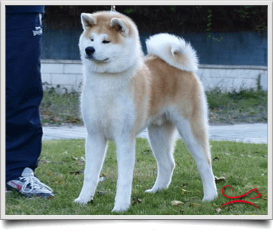 Akita Dog Photo