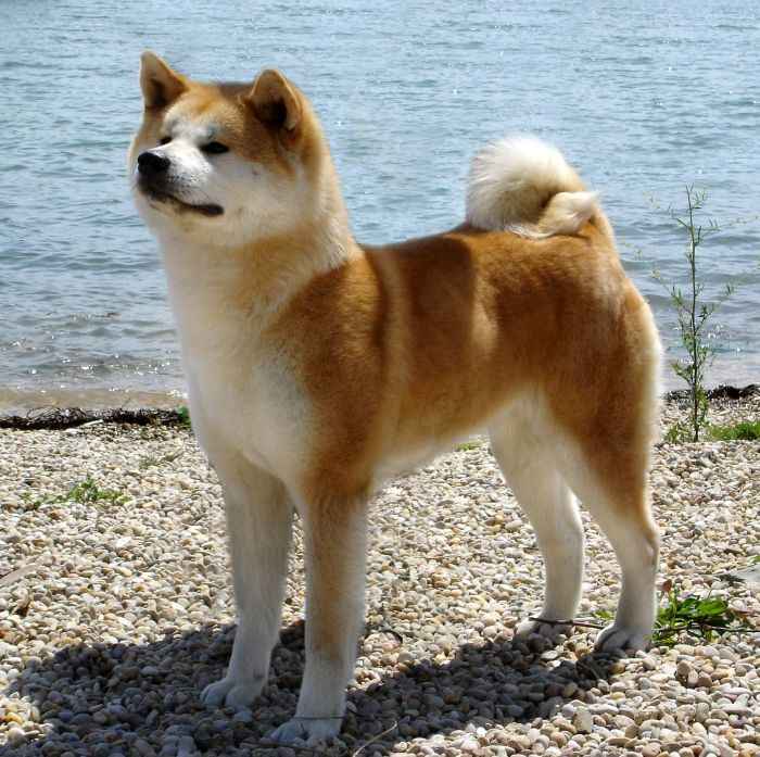 Akita Dog Picture