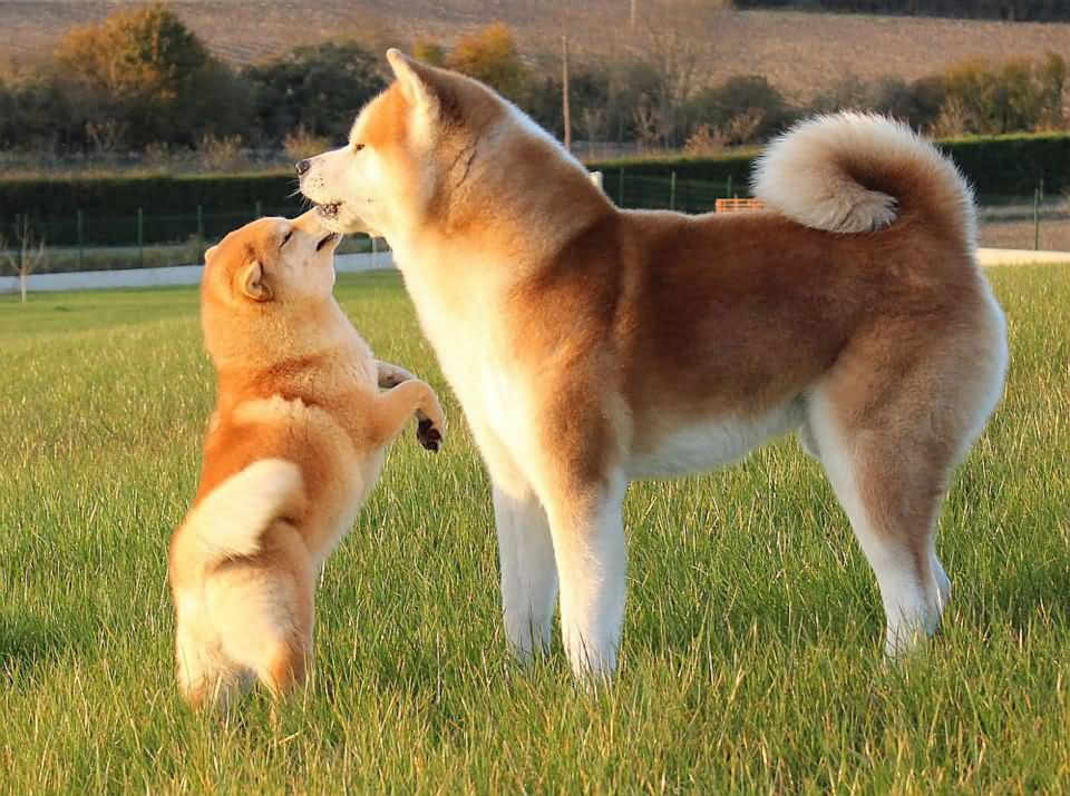 Akita Dog Playing With Puppy In Garden