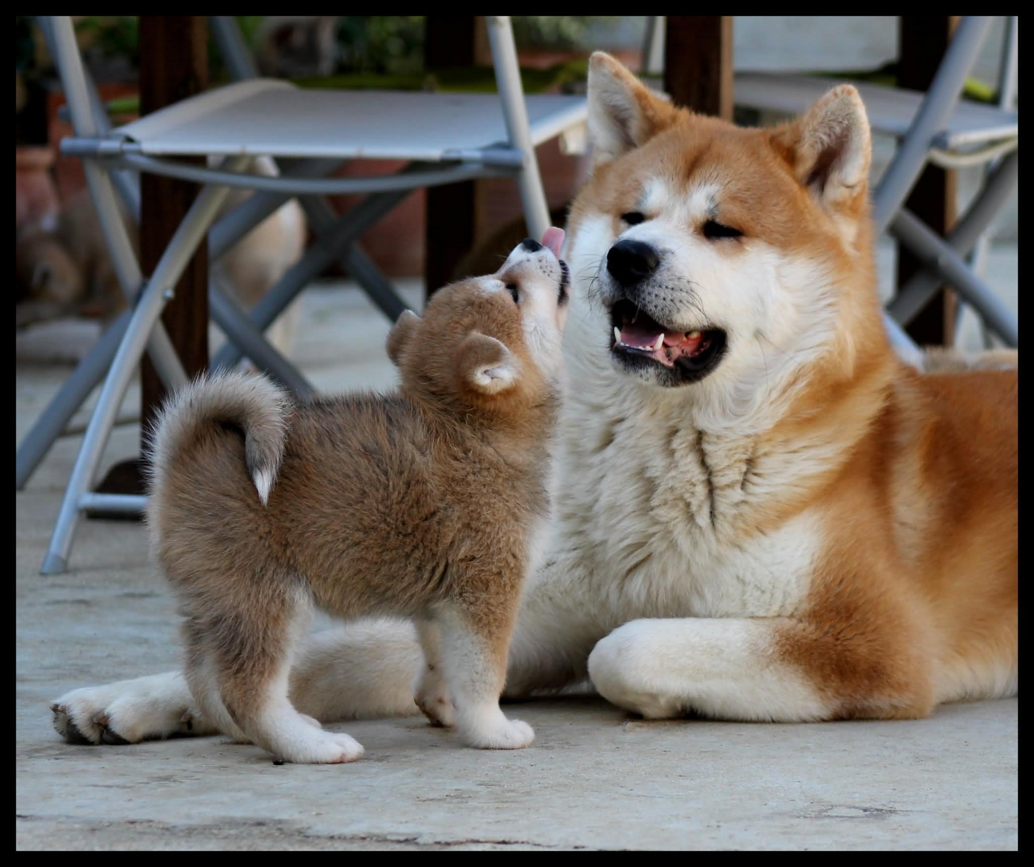 Akita Dog Playing With Puppy