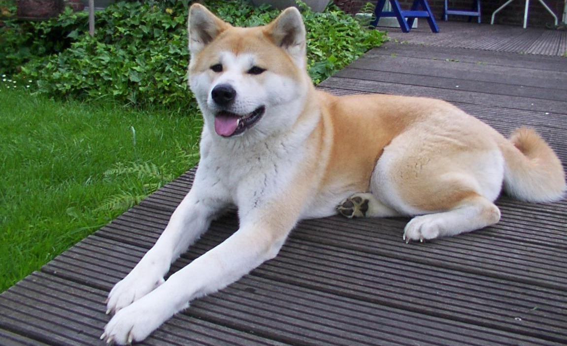 Akita Dog Sitting Outside