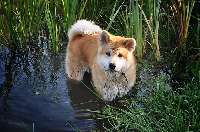 Akita Dog Standing In Mud Water