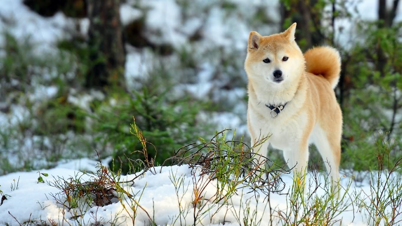 Akita Dog Standing In Snow