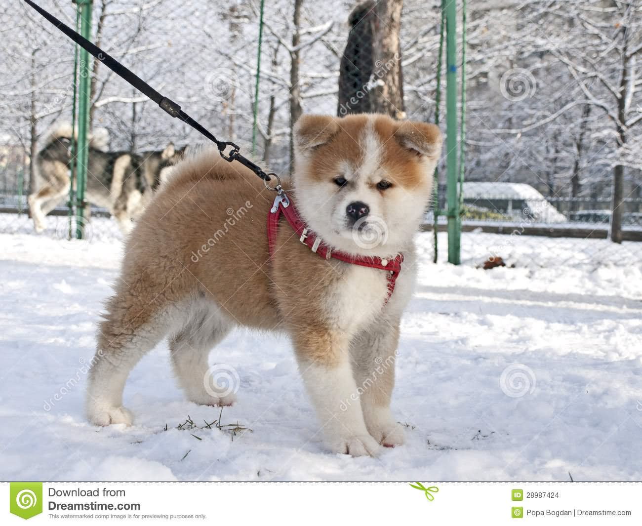Akita Puppy In Snow
