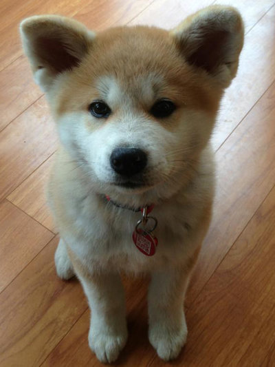 Akita Puppy Looking Up Picture