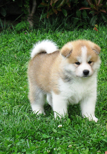 Akita Puppy On Grass