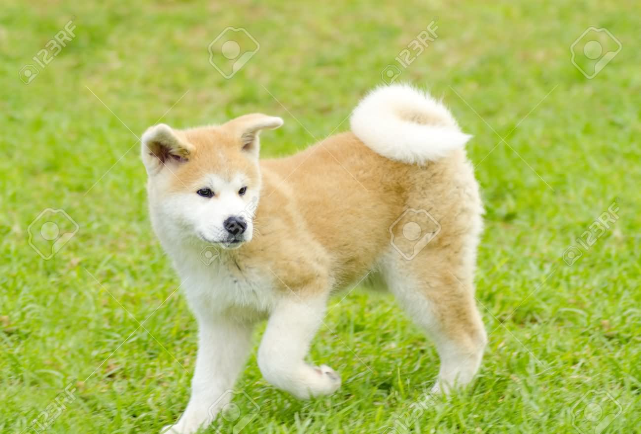 Akita Puppy Running On Grass