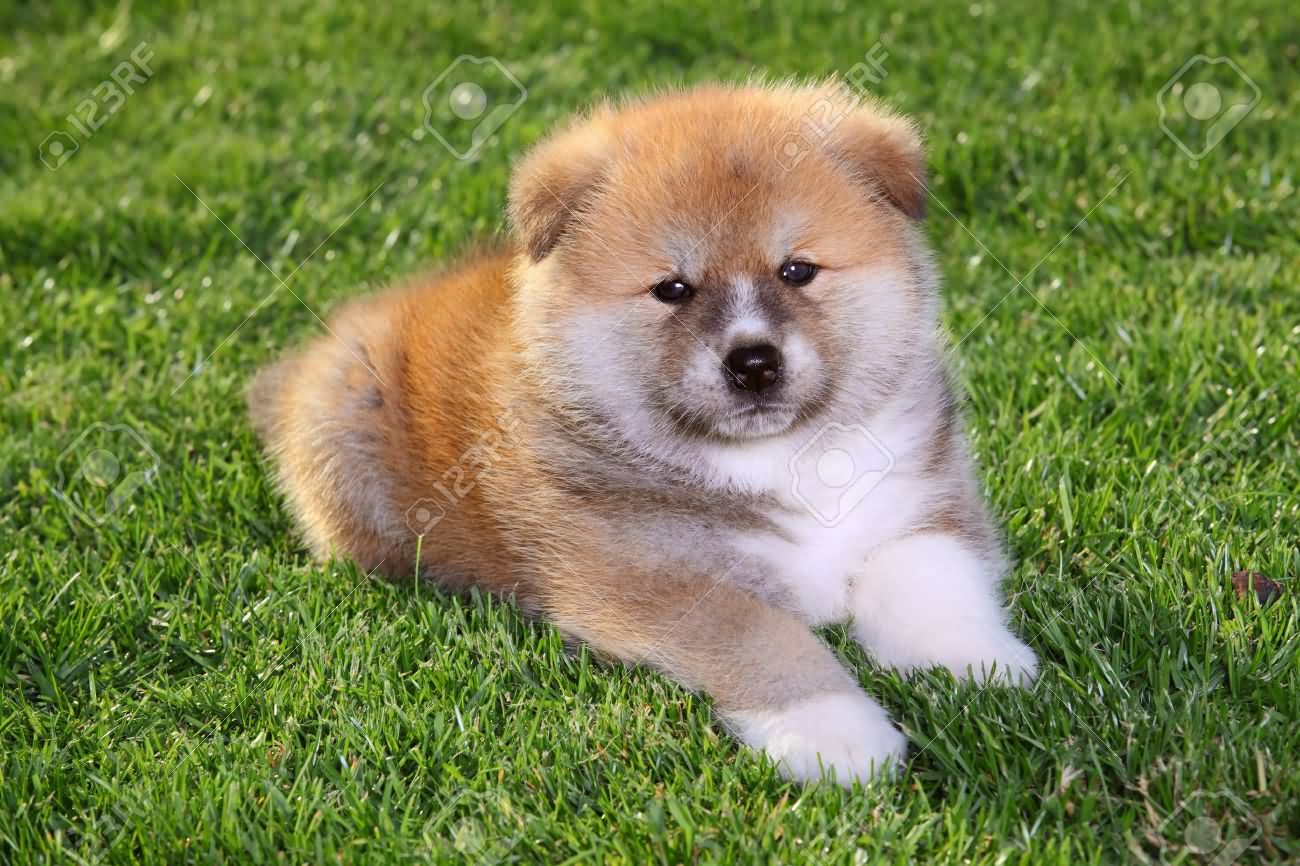 Akita Puppy Sitting On Grass