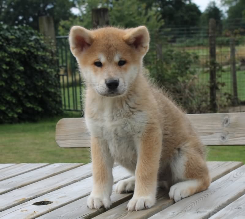 35+ Most Cute Akita Puppy Pictures And Photos
