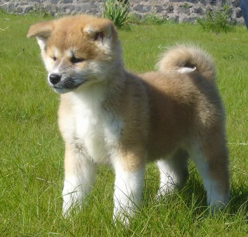 Akita Puppy Standing On Grass