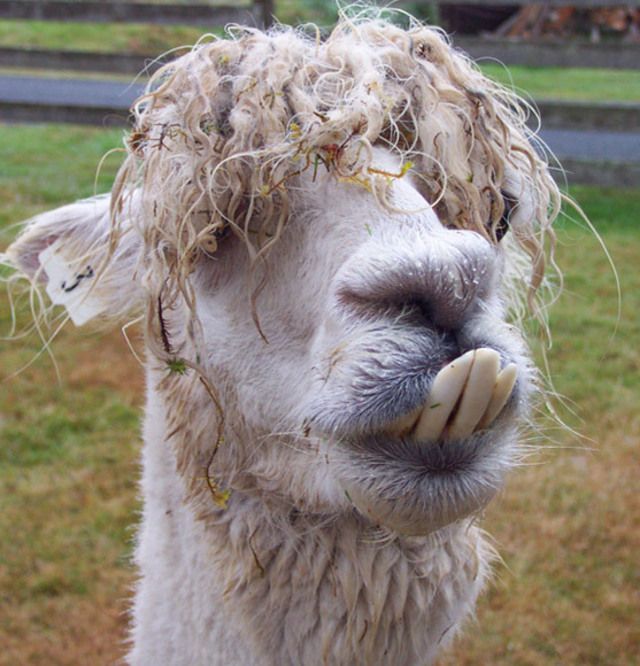 Alpaca Funny Wet Face