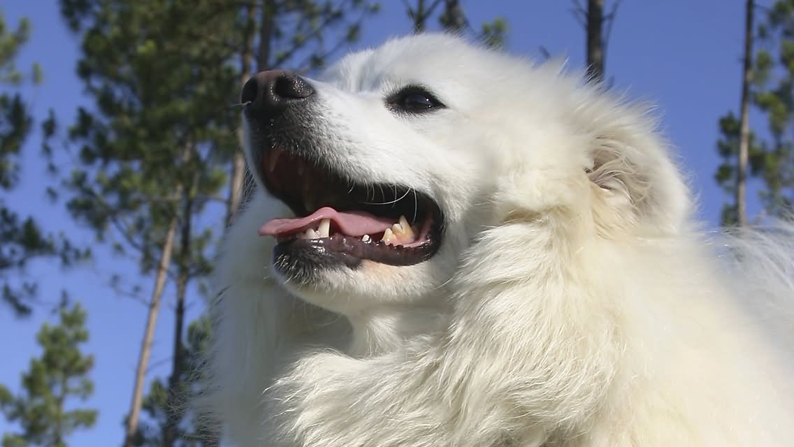 American Eskimo Dog Face Closeup