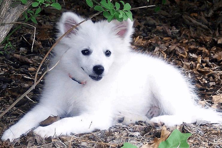 American Eskimo Dog Sitting In Forest