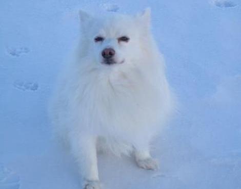 American Eskimo Dog Sitting On Snow