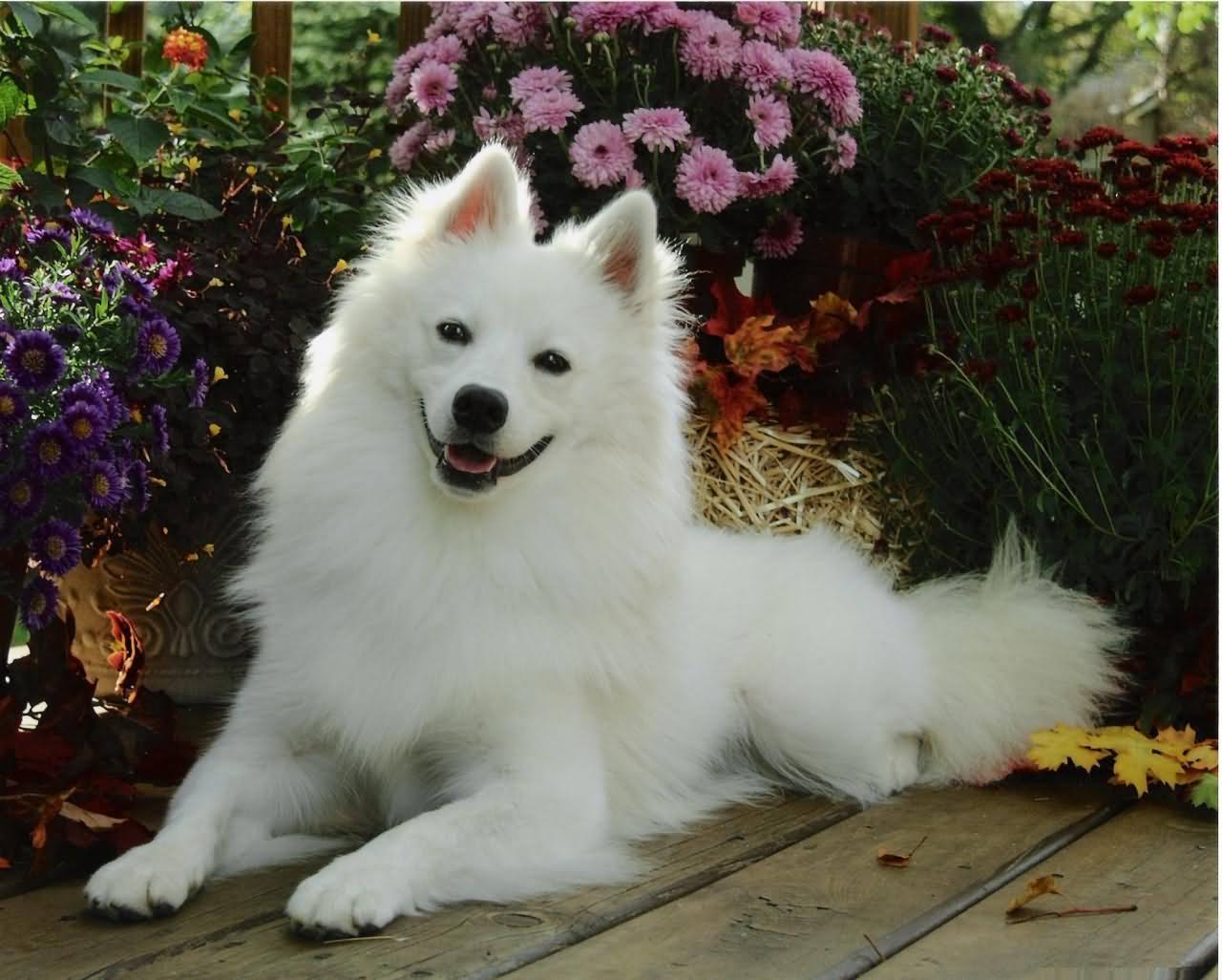 30 Most Adorable American Eskimo Dog Pictures And Photos