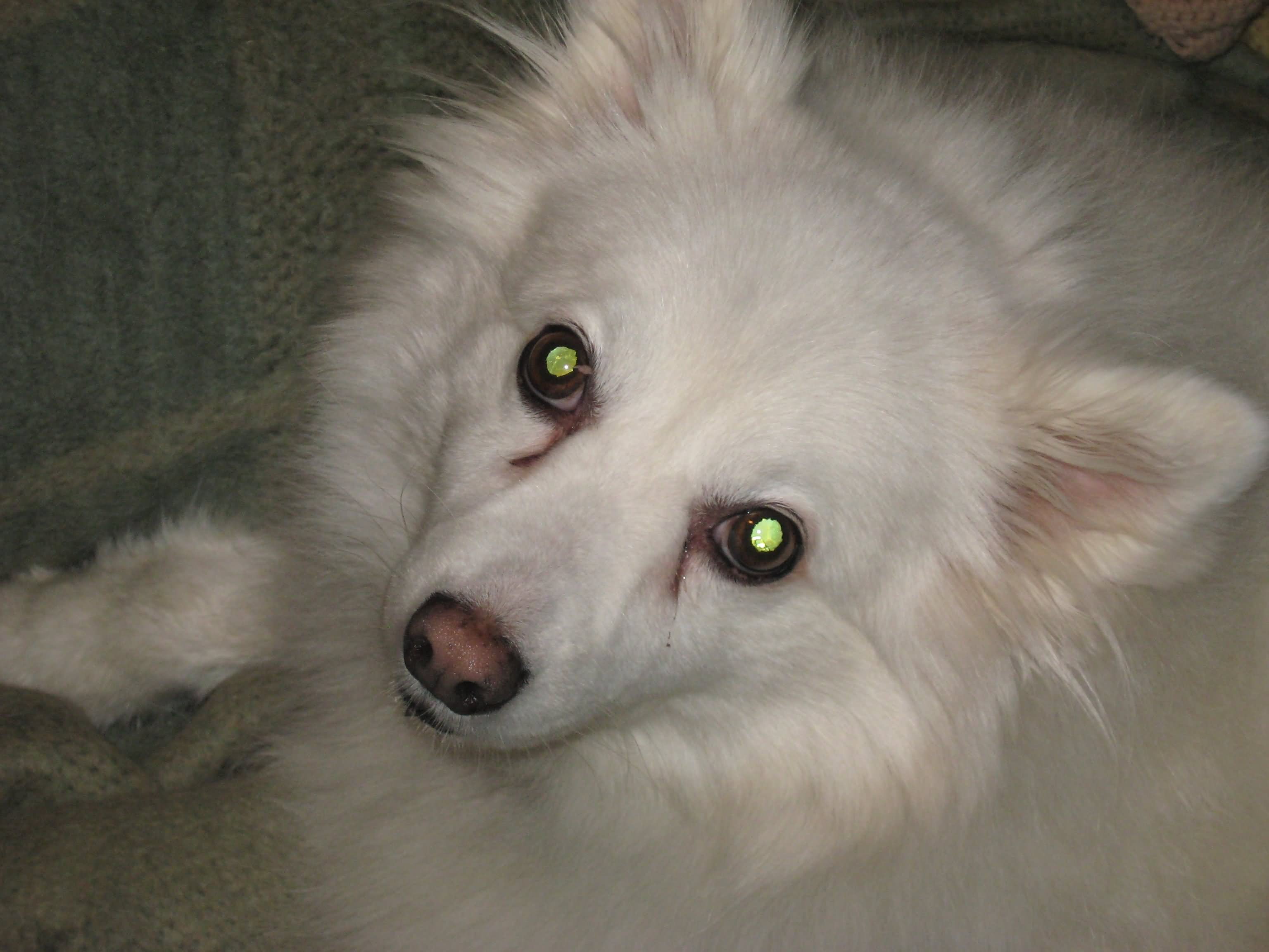 American Eskimo Dog With Green Eyes