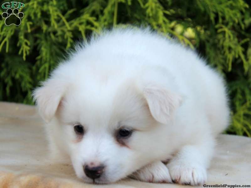 American Eskimo Puppy Closeup