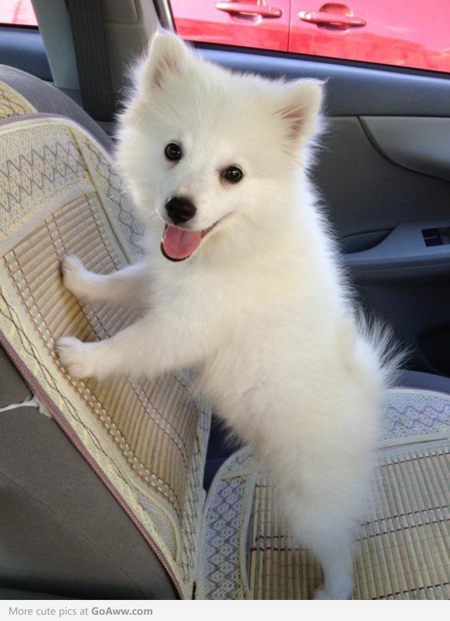 American Eskimo Puppy In Car