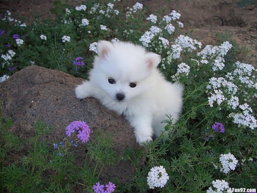 American Eskimo Puppy In Flowers