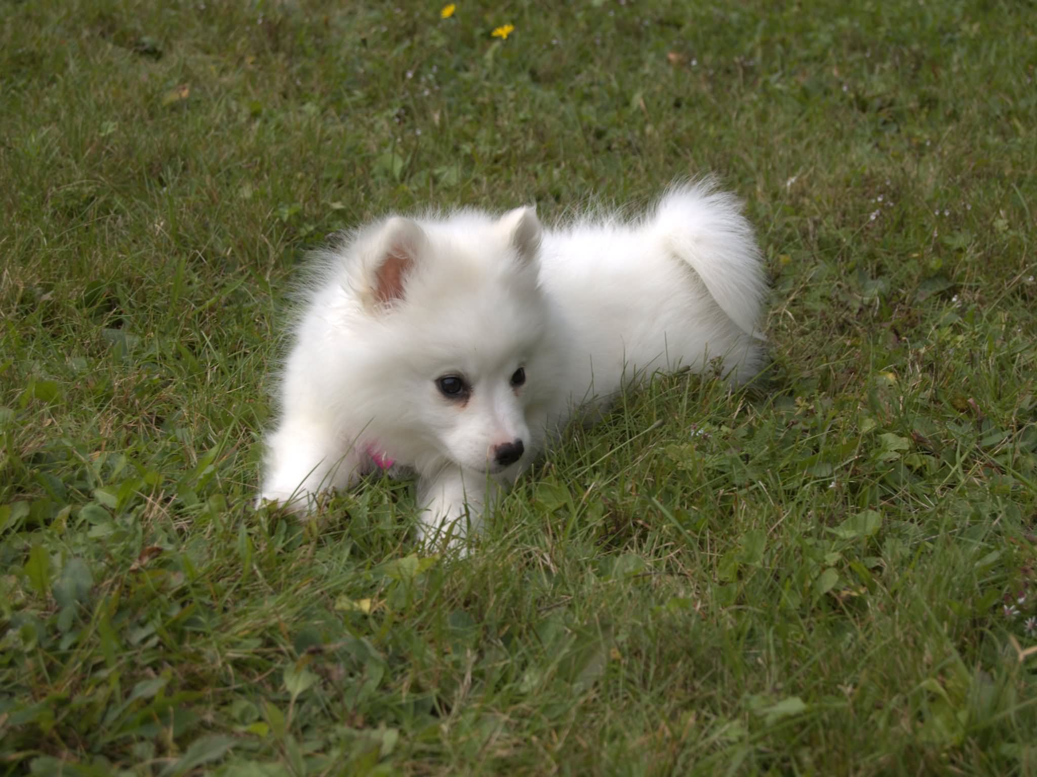 American Eskimo Puppy Laying On Grass