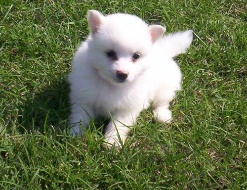 American Eskimo Puppy Looking Up Picture