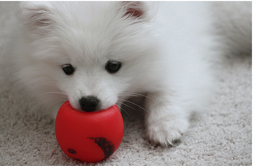American Eskimo Puppy Playing With Ball