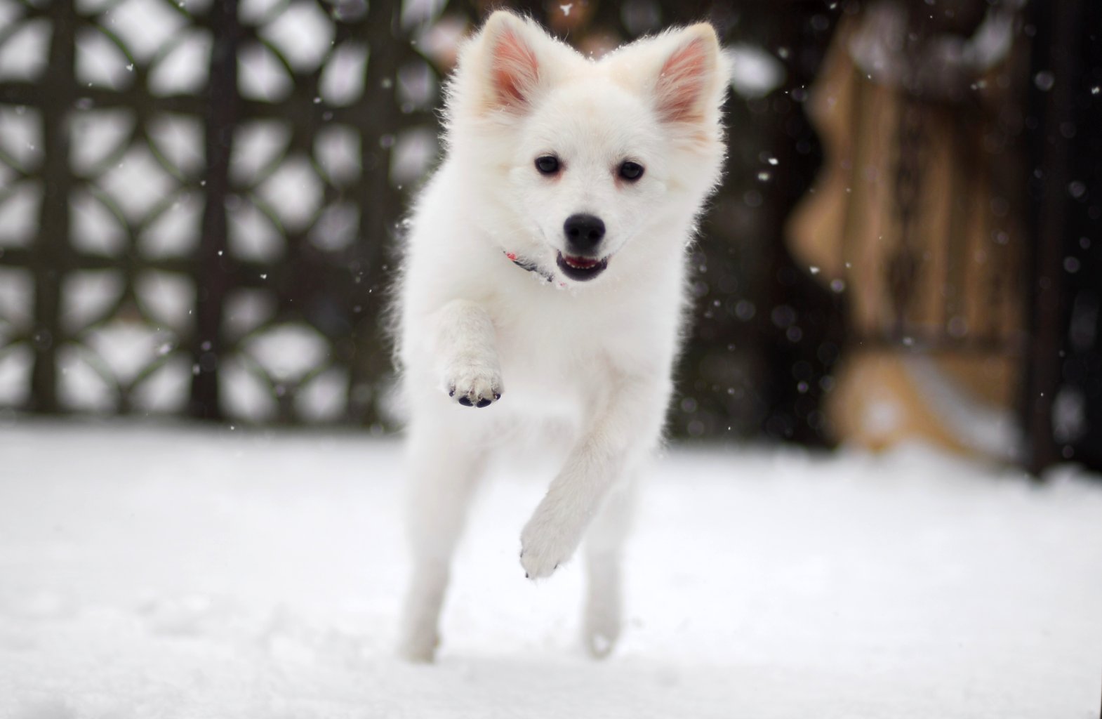 American Eskimo Puppy Running On Snow