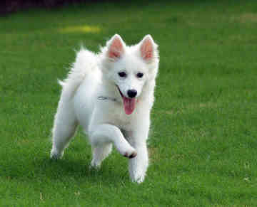 American Eskimo Puppy Running