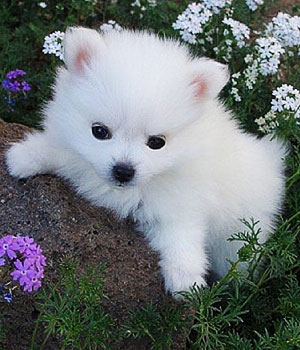 American Eskimo Puppy Sitting In Flowers