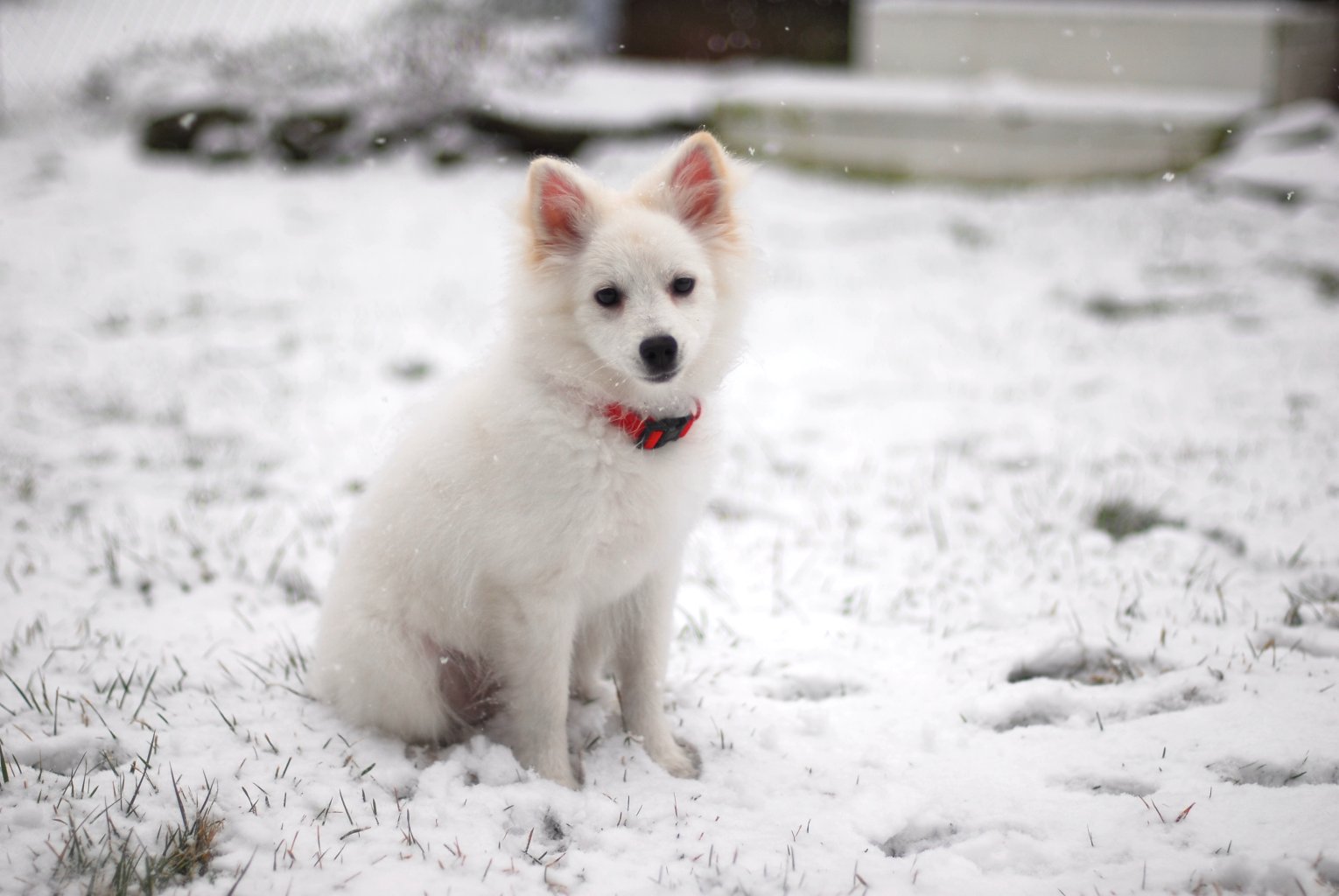 American Eskimo Puppy Sitting On Snow