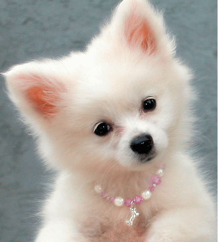 American Eskimo Puppy With Pearl Necklace