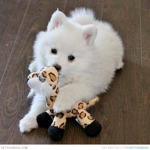 American Eskimo Puppy With Toy