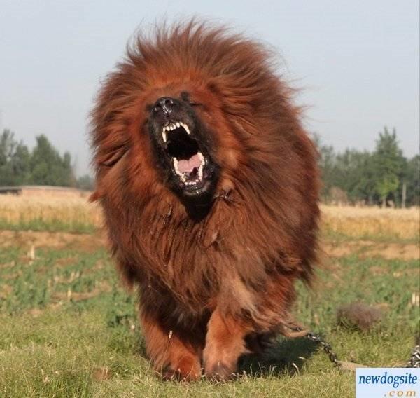 Angry Red Tibetan Mastiff Dog