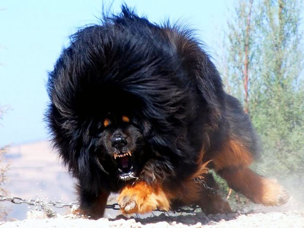 Angry Tibetan Mastiff Dog Image