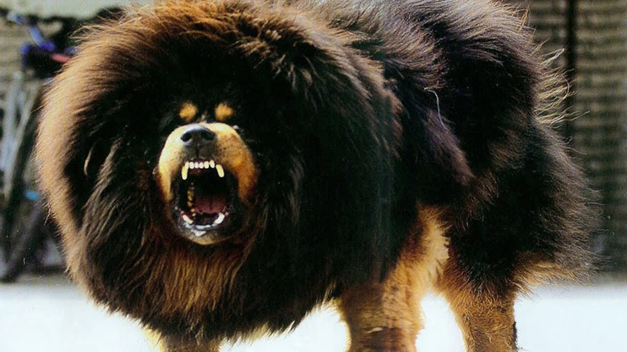 Angry Tibetan Mastiff Dog Picture